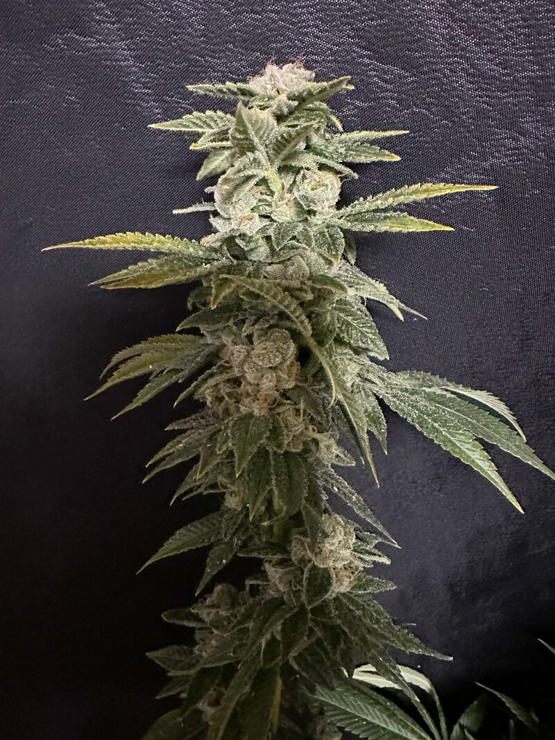 Strawberry Gorilla Auto, Фасовка: 3, изображение 2